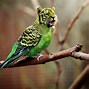 Image result for Cute Funny Birds