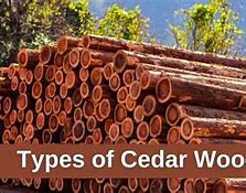 Image result for List of Cedar Wood Types