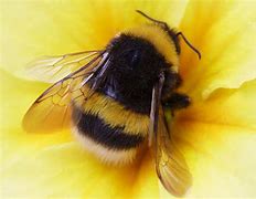 Image result for Cute Fuzzy Bees