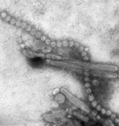 Image result for H7N9