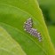 Image result for Insects That Look Like Stink Bugs