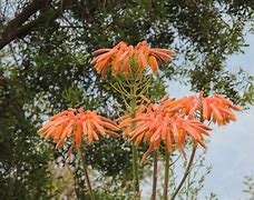 Image result for Natural Plant Supports
