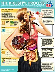 Image result for Food Digestive System