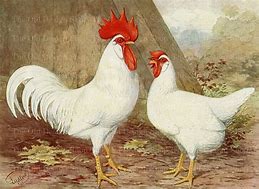 Image result for White Leghorn Chicken Rooster