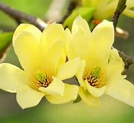 Image result for Magnolia Home Wallpaper by Joanna Gaines