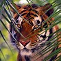 Image result for Tiger Desktop