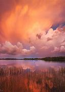 Image result for Florida Nature