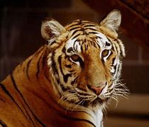 Image result for Animales