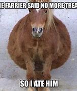 Image result for Very Funny Horse