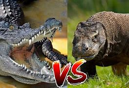 Image result for Komodo Dragon vs Alligator