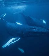 Image result for Humpback Whale Angry