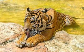 Image result for Cool Yellow Tigers Wallpaper