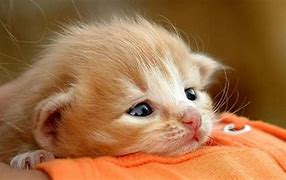 Image result for Baby Animal Wallpapers for Kindle