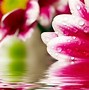 Image result for HD Flowers Wallpapers for Desktop
