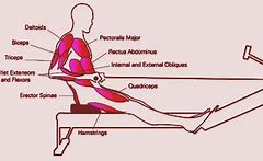 Image result for Rowing Machine Benefits Muscles