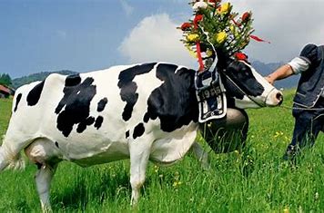 Insémination artificielle des vaches : « Oui à la GPA ! » OIP.AtM2TyrBdjOVwNngtYtywQHaD4?w=274&h=181&c=7&r=0&o=5&dpr=1.3&pid=1