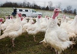 Image result for Turkey Bird Flu