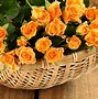 Image result for Rose Pic HD