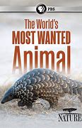Image result for Most Wanted Animal in the World