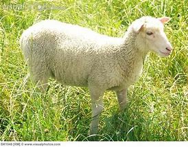 Image result for sheep Young feMale
