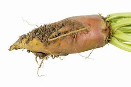 Image result for Mangold Root Pics
