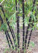 Image result for Multiplex Bamboo, 4-5 Ft- Cold Hardy Screen With A Tropical Feel