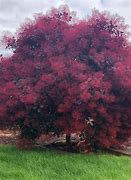 Image result for Cooke's Purple Smoke Tree - 4X4x6 Inch Container 2-3 Feet
