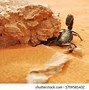 Image result for Lizard Imitates a Scorpion