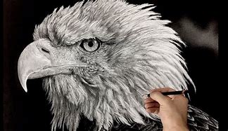 Image result for Bald Eagle Feathers Drawings