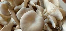 Desert Grown Mushrooms and Beyond / Heirloom Farmers Markets
