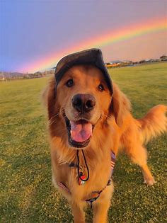 Barked - Henlo there here comes your rainbow and sunshine... | Facebook