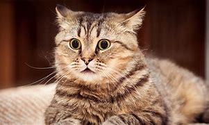 Image result for Cute Cats Funny Wallpapers