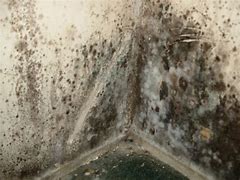 Image result for Mold Spores in Basement