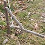 Image result for rabbits snares traps