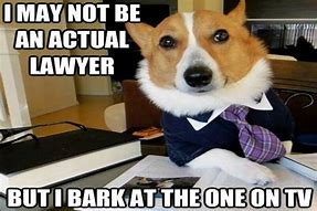 Image result for Cute Lawyer Dog