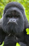 Image result for Silly Monkey Face Funny