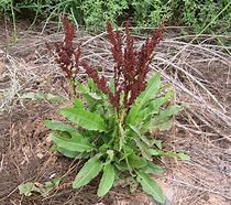Image result for yellow dock plant