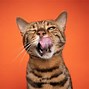Image result for So Funny Cats