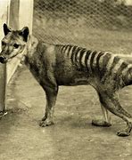 Image result for Australian Tasmanian Tiger
