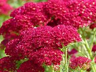 Image result for Hardy Perennial Flowers