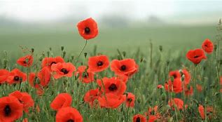 Image result for World War Poppies