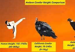 Image result for Condor Size Chart