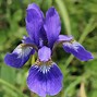 Image result for purple perennials