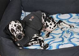 Image result for images of dogs wearing thundershirts