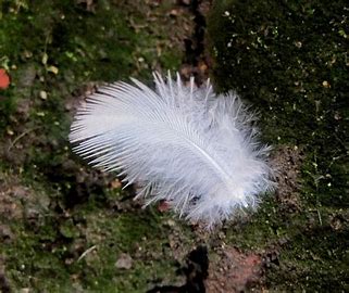 Image result for free images of spiritual white feathers