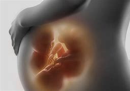 Image result for Twin Babies in Womb