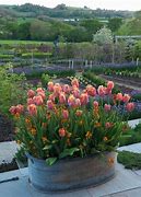 Image result for Tulip Planters