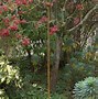Image result for Garden Stakes and Plant Supports
