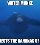 Image result for Monkey Swimming in Water Meme