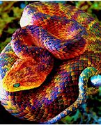 Image result for Colorful Viper Snake